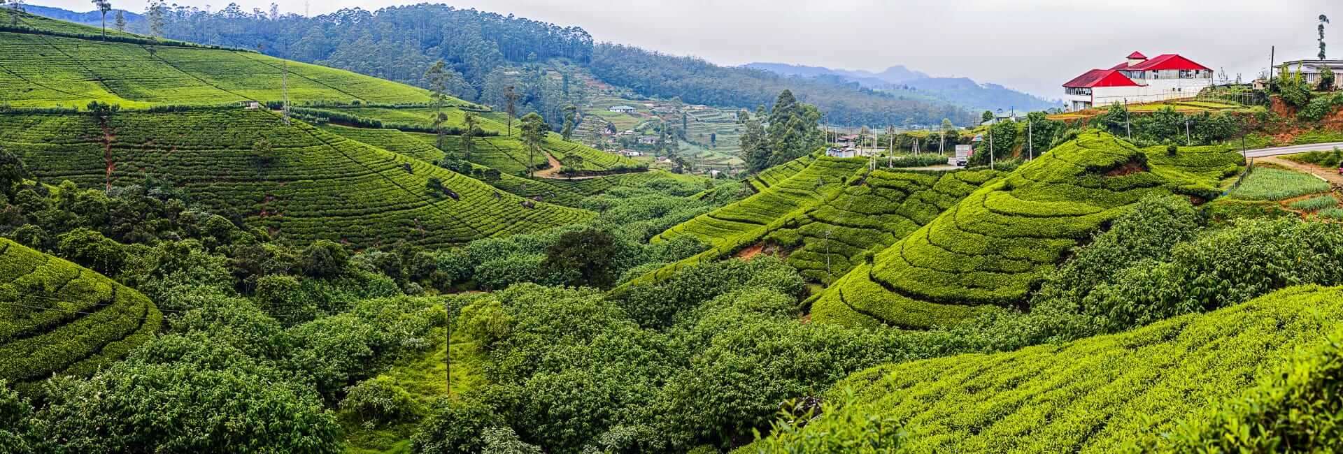 Ceylon Hill Country Escape 5